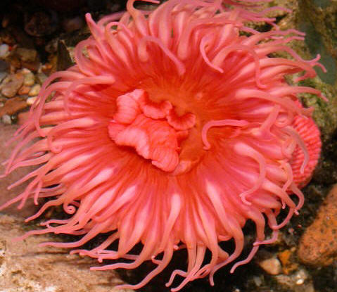 Lumberjack reccomend anemone sea